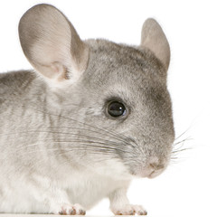 jeune chinchilla