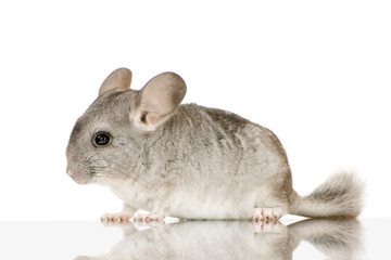 jeune chinchilla