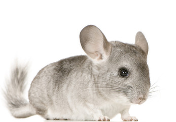 jeune chinchilla