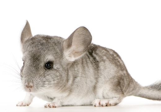 jeune chinchilla
