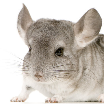 jeune chinchilla