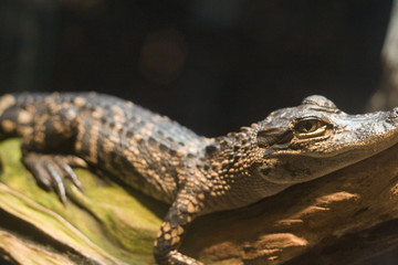 aligator2