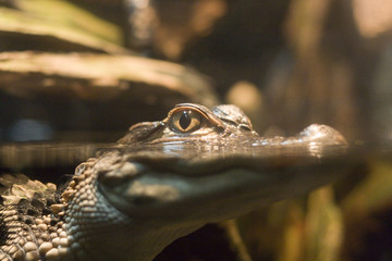 baby aligator