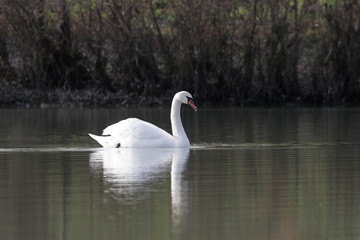 cygne dans l'eau