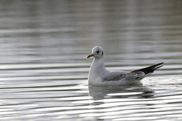mouette rieuse