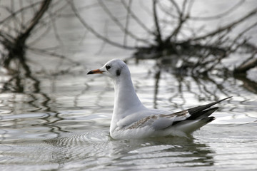 mouette rieuse