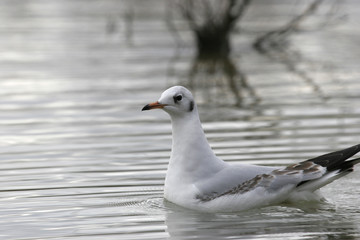 mouette rieuse