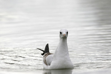 mouette rieuse