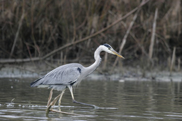heron cendré