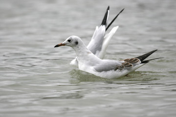 mouette rieuse