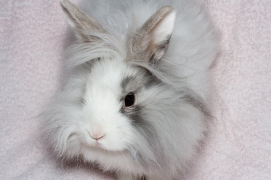 the royal lion's rabbit on faintly pink material