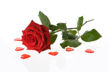rose herzen