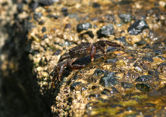 le crabe