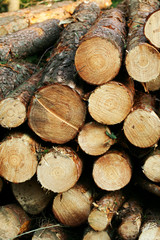 logs