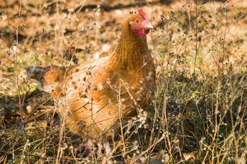 hiding chicken