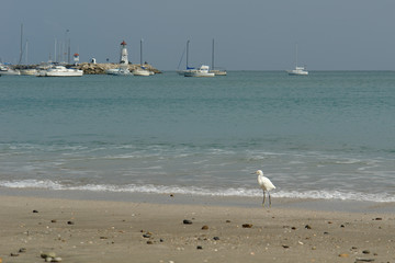 the ecuadorian white heron on pacific ocean