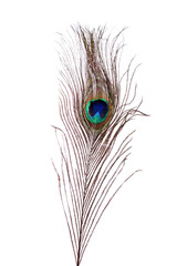 peacock feather