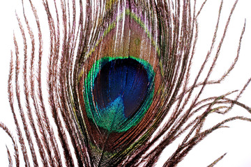 Obraz premium peacock feather