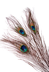 Obraz premium peacock feather