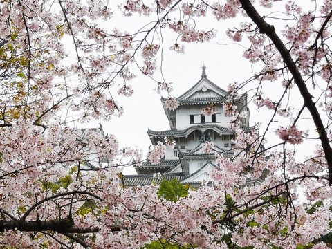 himeji castle during sakura