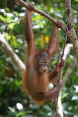 jeune orang outan bornéo