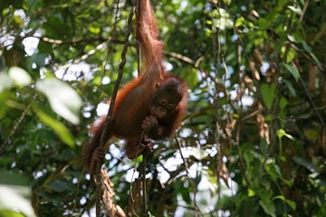 orang outan bornéo