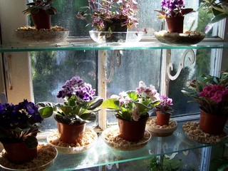 window plants