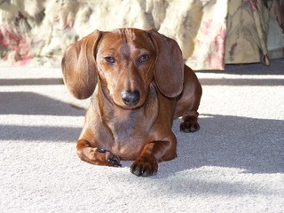 dachshund