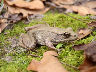 bronze frog on green moss