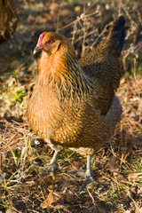orange hen
