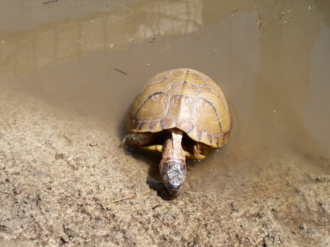 three-toed box turtle drinking in a pond