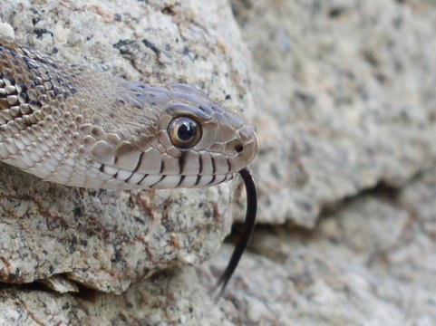 young sonoran gophersnake