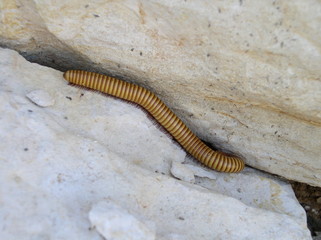 millipede
