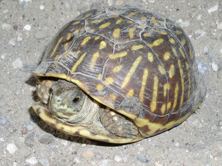 ornate box turtle