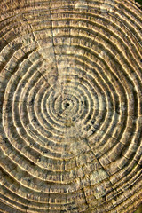 Fototapeta premium wood rings.