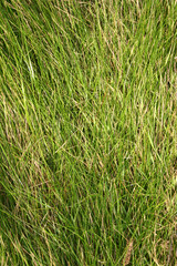 long wild grass background.