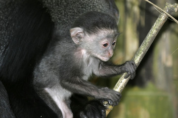 monkey baby