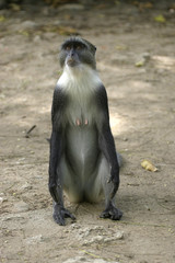 Obraz premium monkey monk