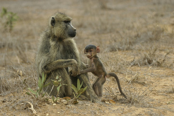baboon mother and infant