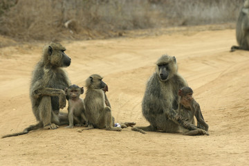 baboon mothers and infants