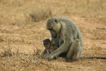 baboon mother and infant