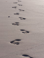 spuren im sand von tobago