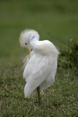 cattle egret