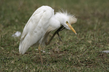 cattle egret