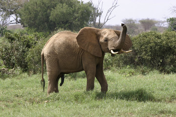 elephant