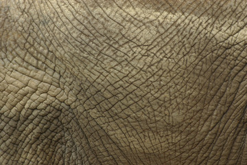 elephant skin