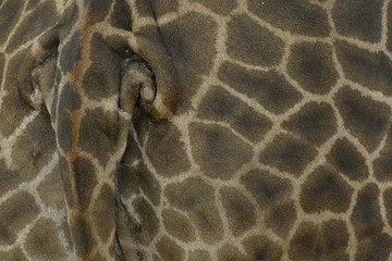 giraffe