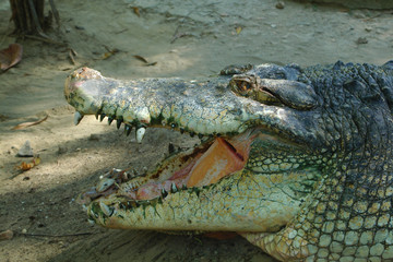 head of crocodile