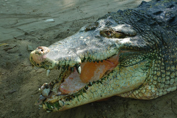 head of crocodile