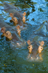 tree hippos in water